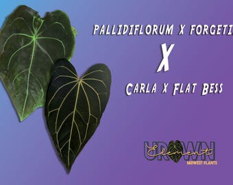 Anthurium Pallidiflorum x Forgetii x Carla x Flat Bess germinated  Seeds
