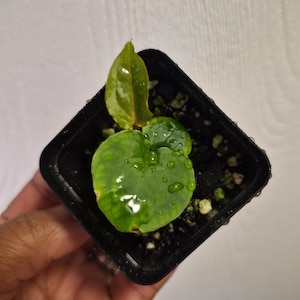 Wonderboy Anthurium - Etsy