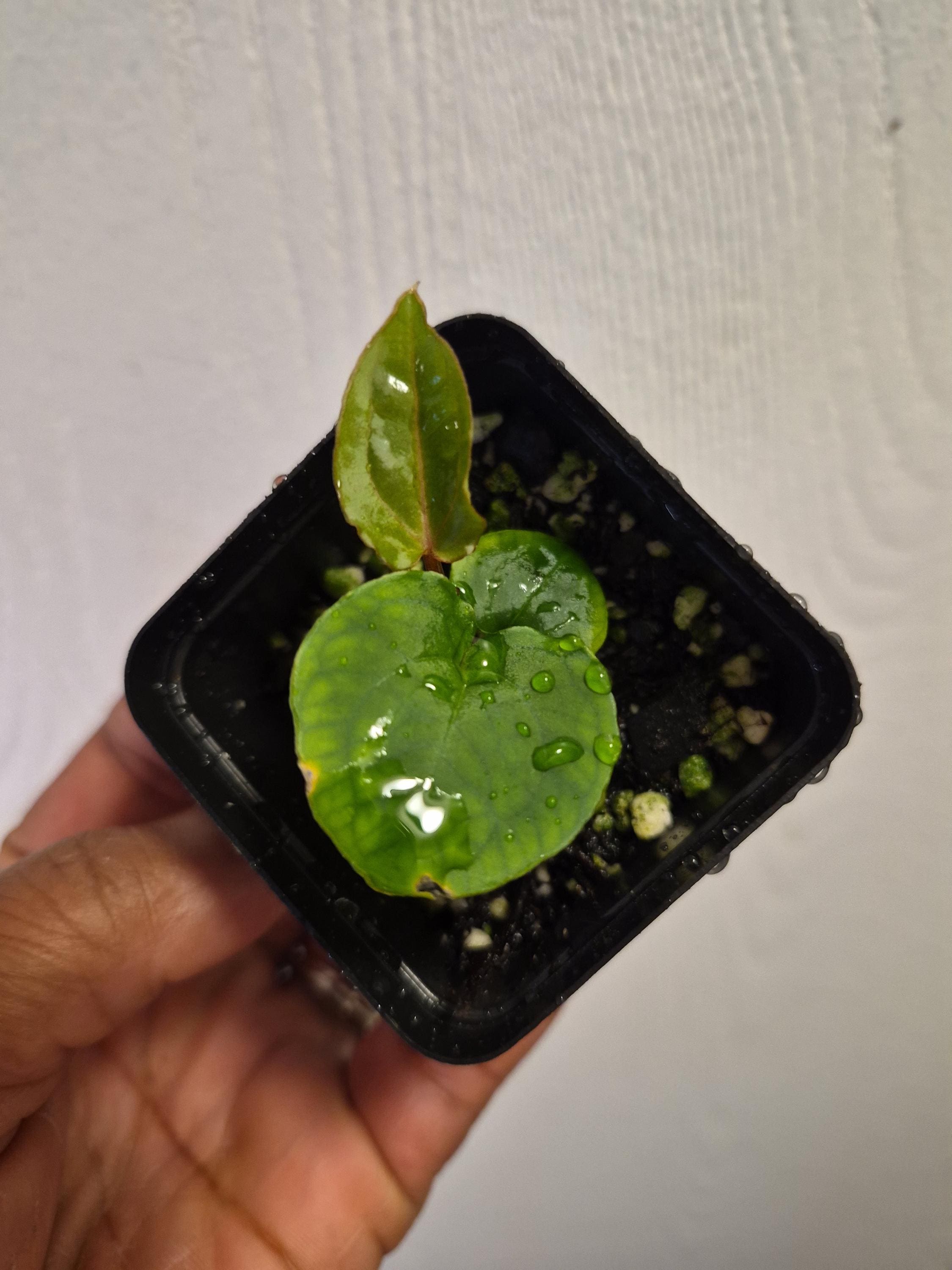 Anthurium Wonderboy X Michelle - Etsy