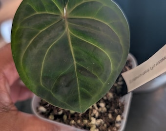 Anthurium King of spades x besseae aff x forgetii cutting