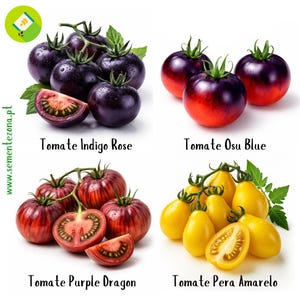 Puede incluir: Una colección de cuatro variedades de tomates: Indigo Rose, Osu Blue, Purple Dragon y Pera Amarelo. Los tomates Indigo Rose son de color púrpura oscuro, los tomates Osu Blue son rojos y púrpuras, los tomates Purple Dragon son rojos con rayas y los tomates Pera Amarelo son amarillos. La imagen incluye el texto "Tomate" y los nombres de las variedades.