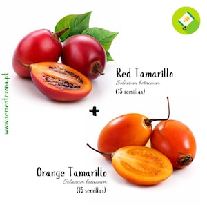 Può includere: Immagine di frutti di tamarillo rossi e arancioni, con uno tagliato per mostrare l'interno. Il testo recita "Red Tamarillo" e "Orange Tamarillo" con il nome scientifico e il conteggio dei semi.