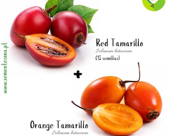 Juego de 2 variedades de tamarillo (Solanum betacea), 15+15 semillas