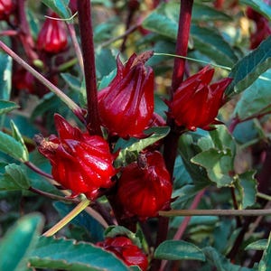 May include: Close-up of vibrant red hibiscus flowers, showcasing their deep color and intricate petal structure. The flowers are surrounded by green leaves and stems, creating a natural and appealing composition. The image highlights the beauty of the hibiscus plant.