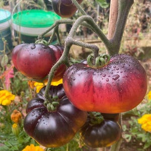 50 Semillas Blue Beauty Tomato - solanum lycopersicum