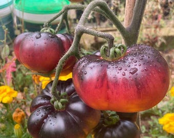 Blackball Cocktailtomate Samen – Schwarz-lila, 1 Portion Für Ca. 15 Pflanzen, Ideal Für Freiland & Gewächshaus