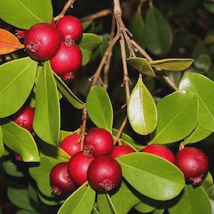 Pode incluir: Close-up de um galho com bagas vermelhas vibrantes e folhas verdes. As bagas são redondas e agrupadas, com uma superfície ligeiramente texturizada. As folhas são lisas e ovais, criando uma composição natural. A imagem mostra a beleza da natureza.