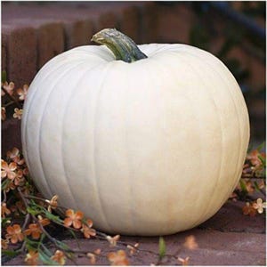 5 Semillas Calabaza Lumina Blanca Rara