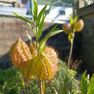 Pode incluir: Close-up de uma planta com vagens espinhosas, portadoras de sementes, em tons de amarelo e castanho. As vagens estão agrupadas, com protuberâncias afiadas em forma de agulha. Folhas e caules verdes também são visíveis, em um fundo desfocado.