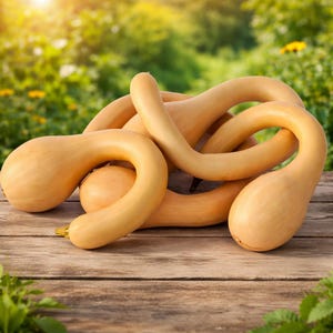 30 Semillas Calabaza Trumpet "Tromba D'albenga" - Sällsynt