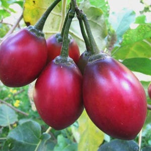 Peut inclure: Gros plan sur plusieurs fruits de tamarillo rouges, chacun avec une peau lisse et brillante, suspendus à une branche. Les fruits sont de forme ovale et attachés à des tiges vertes. L'arrière-plan montre des feuilles et du feuillage verts.
