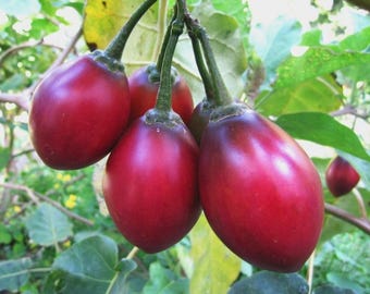 50 Semillas de Tamarillo Rojo - Cyphomandra betacea