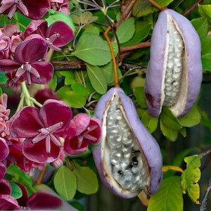Pode incluir: Close-up de uma planta trepadeira com flores e vagens de sementes roxas escuras. As flores têm formato de estrela com pétalas delicadas. As vagens de sementes são de cor roxa clara e abrem para revelar um aglomerado de sementes.