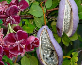 20 Semillas Akebia quinata - Chocolate Climbing Plant