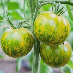 50 Semillas Pomodoro Verde Zebrato