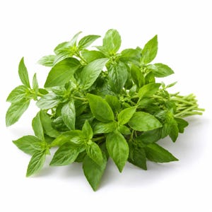 Peut inclure: Un bouquet de feuilles de basilic vert vif avec un feuillage pointu en forme d'ovale et des tiges fines de couleur vert clair. L'herbe est disposée en une grappe dense et touffue, mettant en valeur la texture naturelle et la couleur vive.