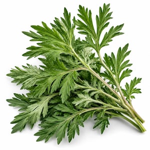 Pode incluir: Um maço de folhas frescas de artemísia com bordas profundamente lobadas e serrilhadas de cor verde vibrante. Os caules são finos e verde-claros, sustentando a folhagem complexa e plumosa que irradia a partir da base da planta.
