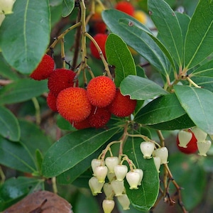 Può includere: Primo piano di un ramo con foglie verdi, grappoli di piccoli fiori bianchi a forma di campana e bacche rosse vibranti e strutturate. Le bacche hanno una superficie irregolare e sono raggruppate.