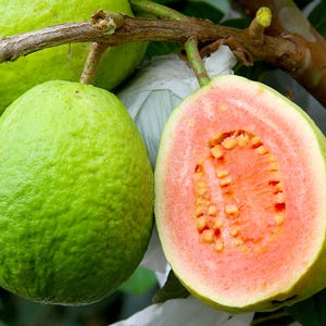 50 Semillas Guayaba - Psidium guajava
