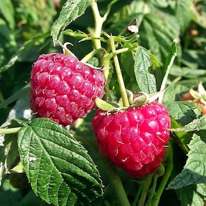 Pode incluir: Close-up de duas framboesas vermelhas maduras em um arbusto verde. As framboesas são de uma cor vermelha vibrante e têm uma superfície texturizada. As folhas são de um verde profundo, e a imagem é bem iluminada, destacando os detalhes da fruta e da folhagem.