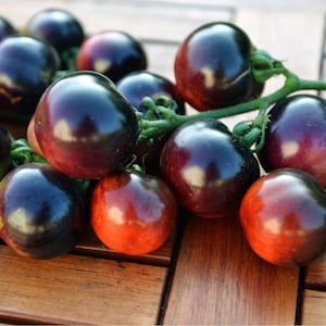 Op de afbeelding: Een tros ronde tomaten aan een groene stengel. De tomaten hebben een dieppaarse en zwarte schil die bij de basis overgaat in een levendige roodoranje tint. Elke tomaat heeft een glad, glanzend oppervlak en een stevige, ronde vorm.