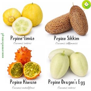 Semillas Pepinos - Set/Lot of 4 varieties
