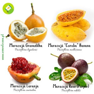 Puede incluir: Una colección de cuatro variedades de fruta de la pasión con el texto: Maracujá Granadilla (Passiflora ligularis), Maracujá Curuba Banana (Passiflora mollissima), Maracujá Laranja (Passiflora caerulea) y Maracujá Roxo Purple (Passiflora edulis).