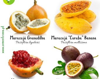 Packung/Set mit 4 Passionsfruchtsorten (Passiflora)