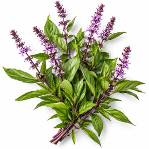 200 Semillas av Thai Albahaca - Ocimum basilicum thyrsiflora Aromatisk asiatisk