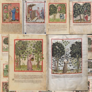 Op de afbeelding: Een verzameling verluchte manuscriptpagina's met middeleeuwse illustraties. De afbeeldingen tonen figuren in verschillende scènes, waaronder interacties en activiteiten in natuurlijke omgevingen met bomen en vogels. De pagina's hebben rode randen en handgeschreven tekst.