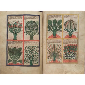 May include: An open book displays colorful illustrations of stylized trees and plants. Each image is framed within a red and blue border, with accompanying text. The artwork features a variety of shapes and colors, including green, red, and brown.