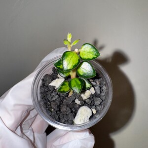 Hoya Chinghungensis - Etsy