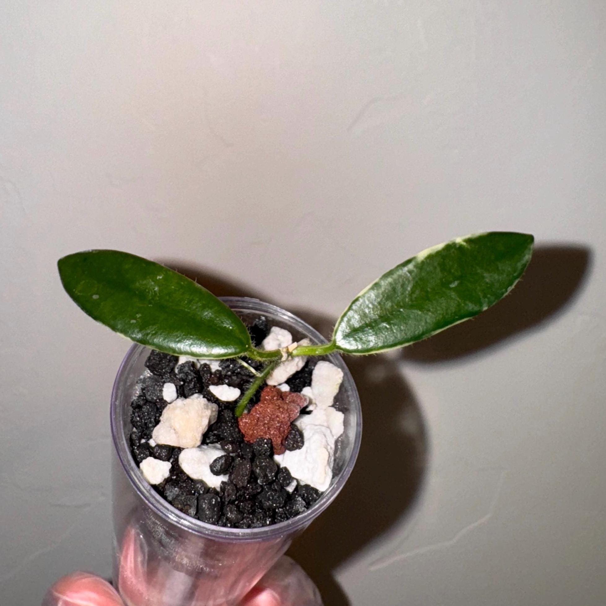 夏セールホヤ　Hoya Lyi Prism thick leavesサクララン① Rare) Hoya lyi prism for Sale - HappyForestStore