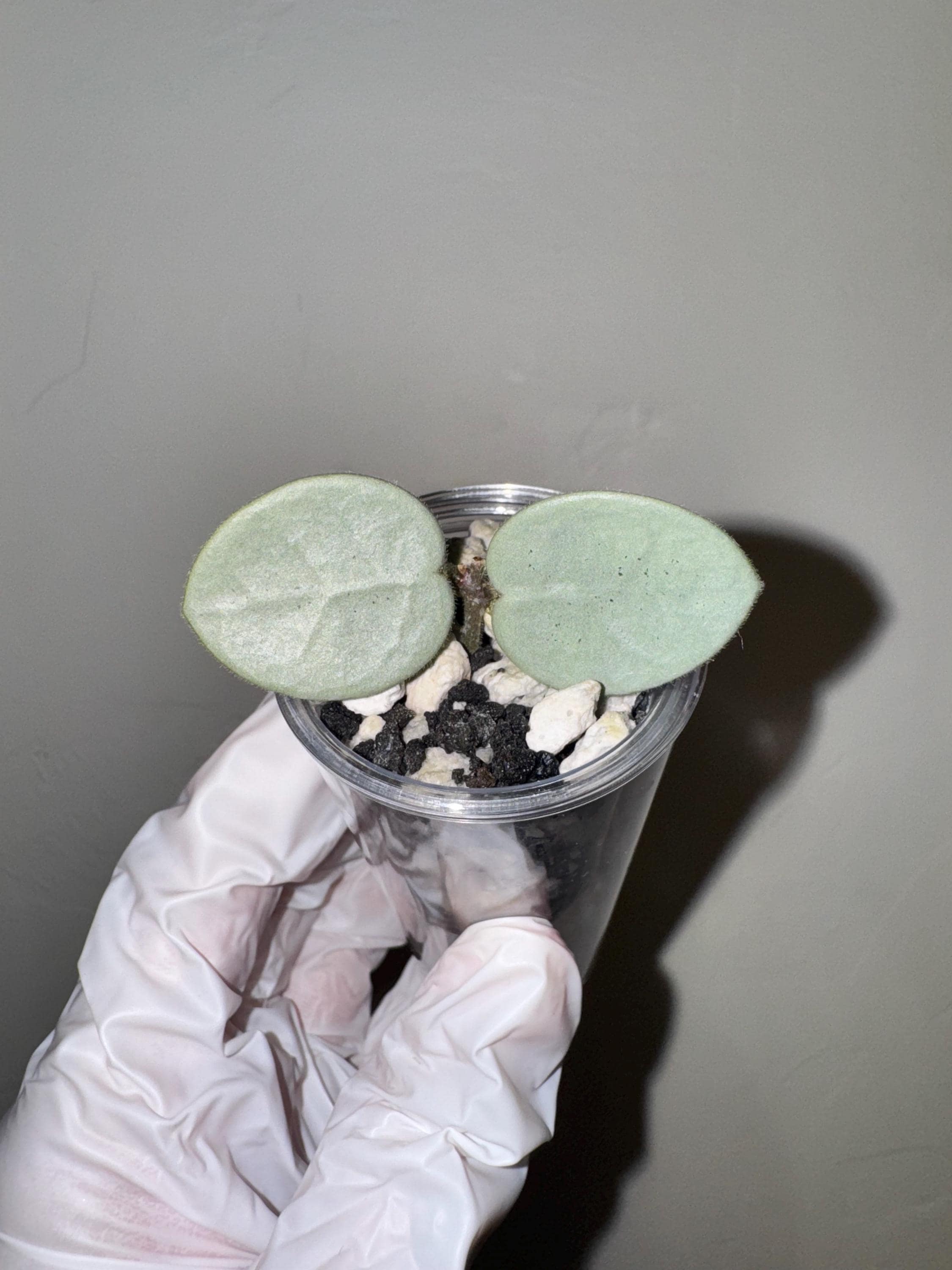 Hoya Gray Fairy - Etsy