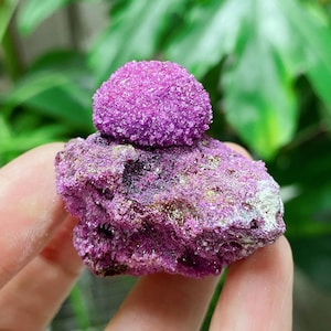 Puede incluir: Primer plano de un vibrante espécimen mineral púrpura. El mineral presenta una formación redondeada y texturizada sobre una base rugosa y cristalina. El color es un púrpura profundo y saturado con una apariencia brillante, lo que sugiere la presencia de pequeños cristales. El fondo está borroso.