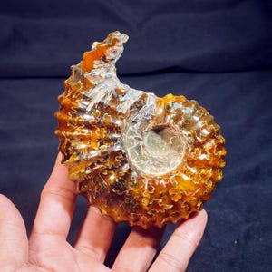 May include: A set of three ceramic mugs with a speckled, matte finish in cream, light brown, and dark brown. Each mug features a minimalist design and a rounded handle.