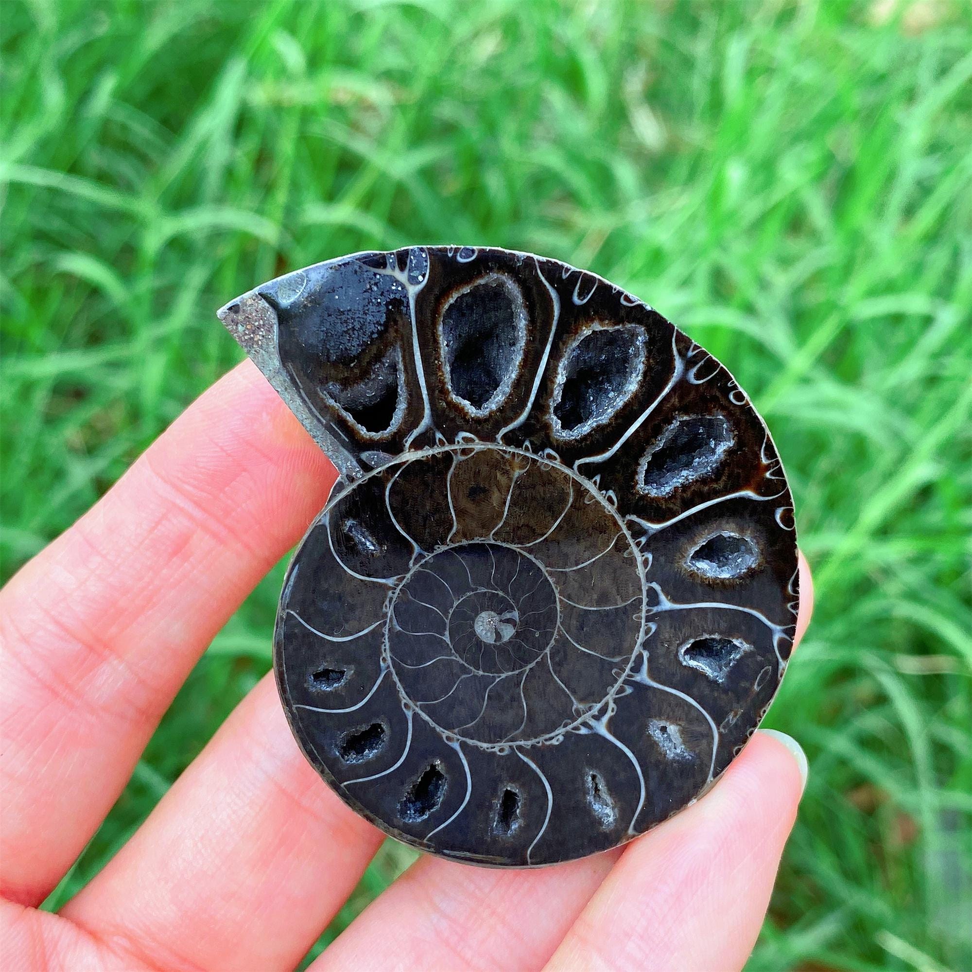 Ammonite fossils - Etsy 日本