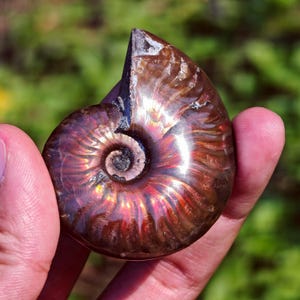 Puede incluir: Un fósil de amonita pulido con un patrón en espiral. El fósil muestra colores iridiscentes de rojo, púrpura y dorado, con una concha exterior marrón. El fósil se sostiene en una mano, con un fondo verde borroso.