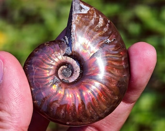 Fossili di ammoniti iridescenti al fuoco, RARI ammoniti opalizzati rossi