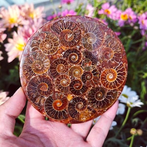 Könnte beinhalten: Ein runder, polierter Fossilstein mit zahlreichen spiralförmigen Ammonitenfossilien in Braun- und Beigetönen. Der Stein wird in einer Hand gehalten, mit einem verschwommenen floralen Hintergrund.
