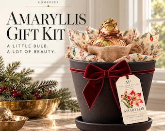May include: A black ceramic pot with a saucer contains an amaryllis bulb wrapped in burlap and patterned fabric. A deep red velvet ribbon is tied around the pot, holding a tag that reads Melander Taylor Composes Amaryllis.