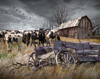 Farm Cattle Landscape Photo: Red Barn, Broken Down Wagon Art Print