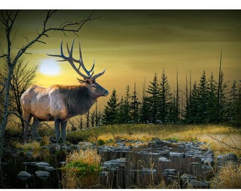 Photograph of Elk at Sunset in Wilderness : Big Game Wildlife Fine Art Print