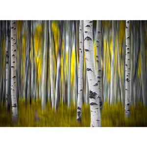 May include: A forest scene featuring multiple white birch tree trunks with dark horizontal markings standing vertically against a blurred background of vibrant yellow foliage and tall grass, creating a sense of depth and motion in the woods.
