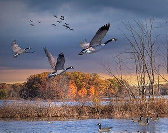 Canada Geese gathering for the Fall Migration by a  West Michigan Small Lake, Swimming Geese in Autumn, Michigan Landscape, Geese Waterfowl