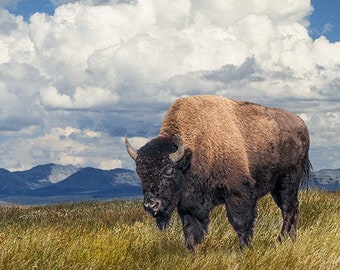 Large Wall Decor of Buffalo in Yellowstone National Park, American Bison Wildlife Landscape Photograph, Western Art, Canvas Wrap Print