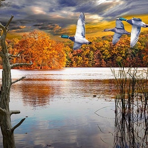 Patos reales volando sobre un lago de Michigan en otoño, bellas artes con aves acuáticas, aves migratorias, caza menor, fotografía de la naturaleza