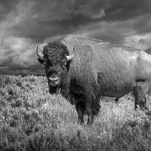 Buffalo Icon, American Bison, Yellowstone Wildlife, National Park, Wyoming Landscape, Black and White, Wildlife Photography, Sepia Tone