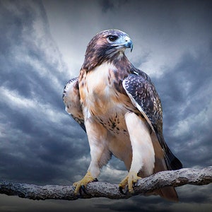 Red-Tail Hawk Portrait Photograph, Wildlife Bird Art, Bird of Prey Perched, Chicken hawk, Woodland Forest, Predator Bird, Bird Photography image 1