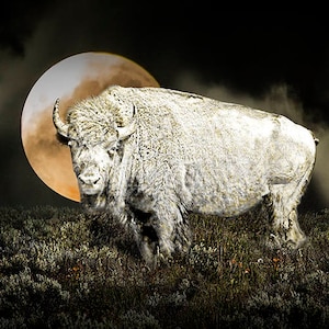 White Spirit Buffalo also called Ghost Buffalo or Spirit Bison,  American Tatanka Buffalo Art, Western Buffalo, Sacred Animal, Wildlife Art